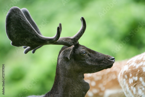 portrait of a deer 