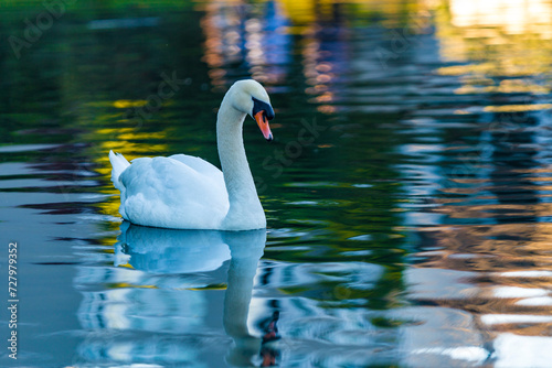 Fototapeta Naklejka Na Ścianę i Meble -  lonely white swan