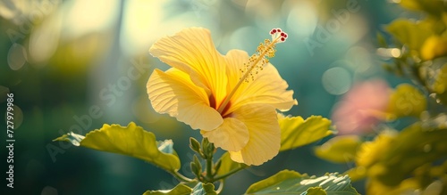 Blossom into a Vibrant Yellow Hibiscus Flower Tree photo