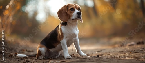 Adorable Small Beagle Dog: The Perfect Companion for Dog Lovers in Search of a Playful and Loyal Beagle photo