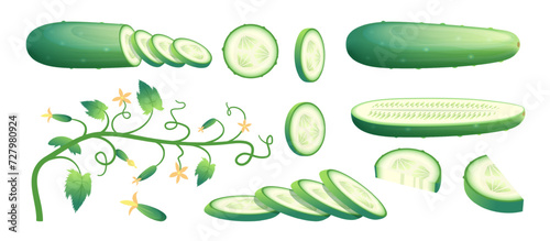 Cucumber. Organic products cartoon illustration sliced vegetables pieces of cucumber exact vector agricultural pictures