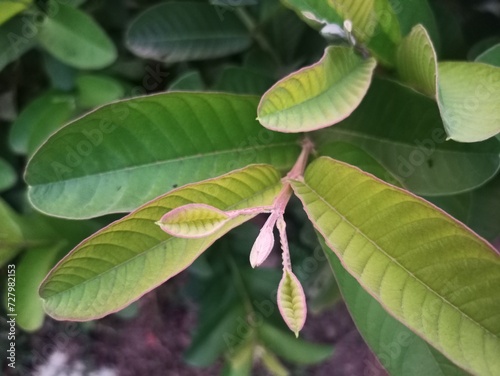 Close up of green leaves of ficus benjamina plant.