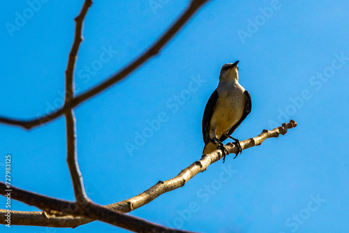 Gray Kingbird white flycatcher tropical bird birds caribbean nature Mexico. photo