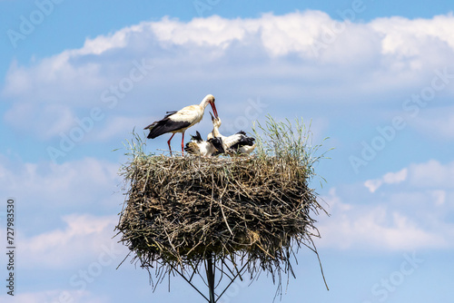 White storks on the nest in the spring.