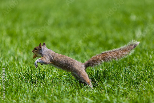 Brown squirrels in the park