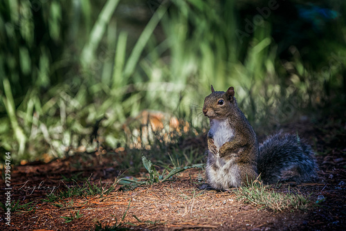 Brown squirrels in the park