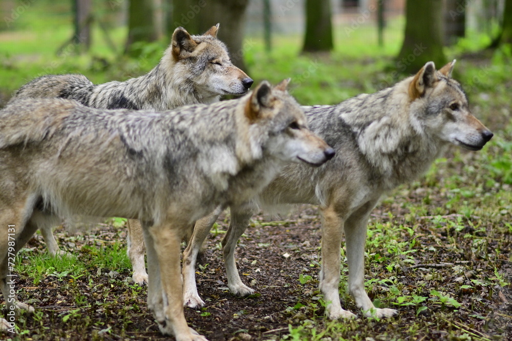 Fototapeta premium Wölfe