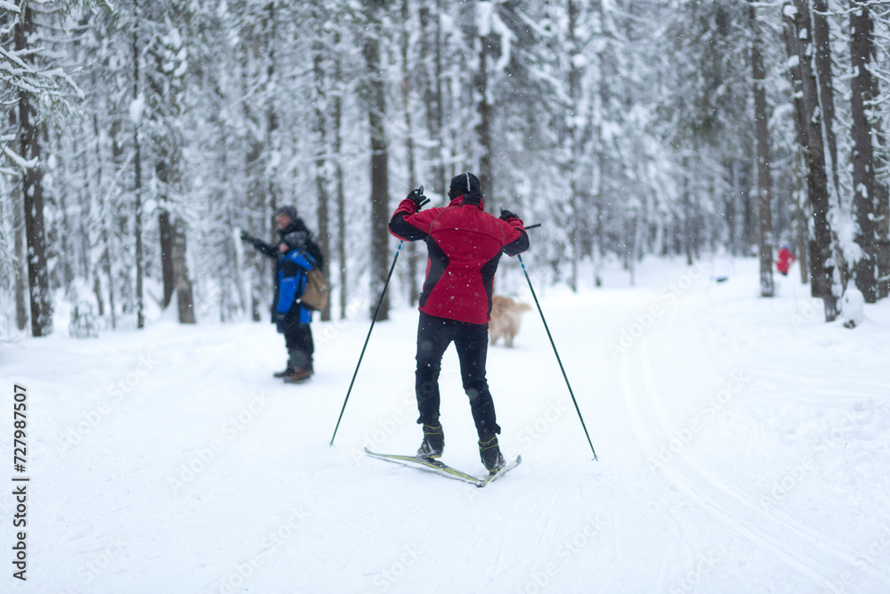 People ski in winter on a ski track through a winter forest.Cross Country skiing. People ski in winter on a ski track through a winter forest.Cross Country skiing.