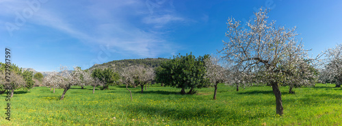 Blossom Bound Panorama: Almond Trees Painting the Countryside with Spring