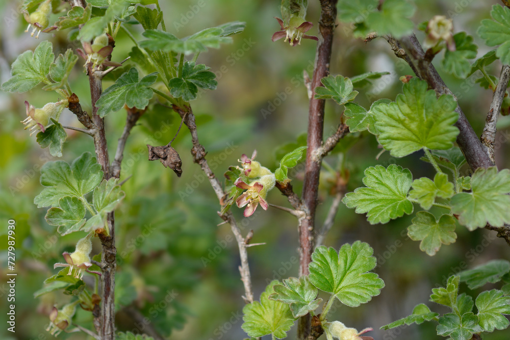 European gooseberry branches with flowers European gooseberry branches with flowers