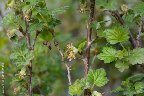 European gooseberry branches with flowers photo
