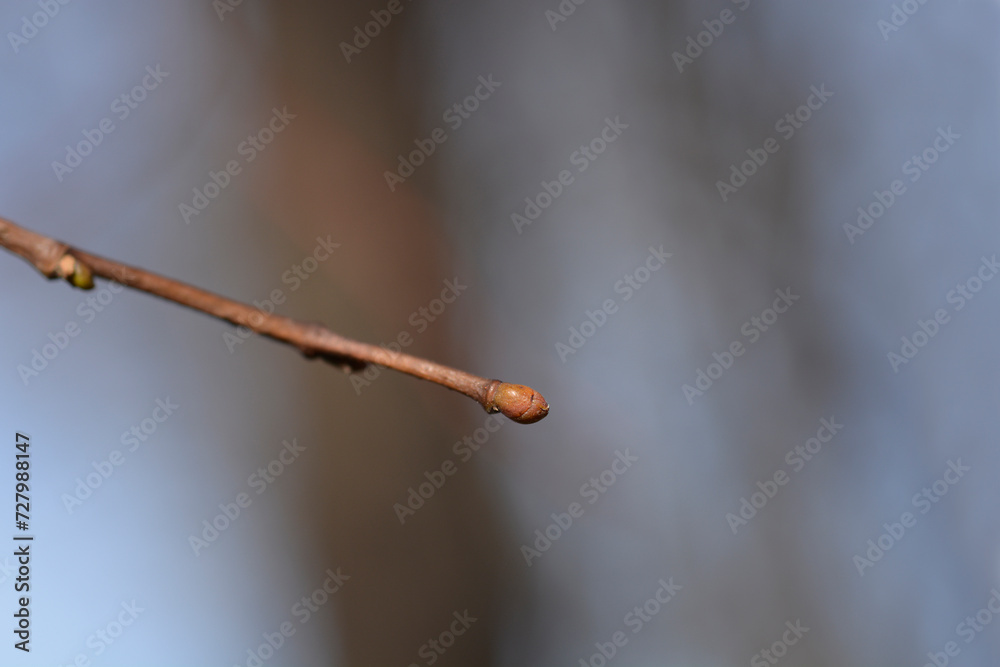Small-leaved lime branch with bud Small-leaved lime branch with bud