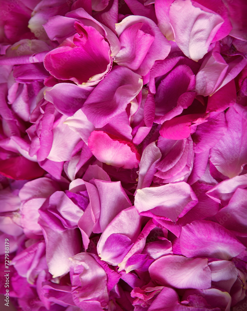 Fototapeta Natural background of rose petals