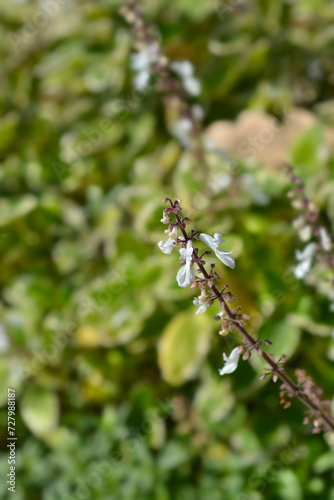 Swedish ivy Marginatus small flowers
