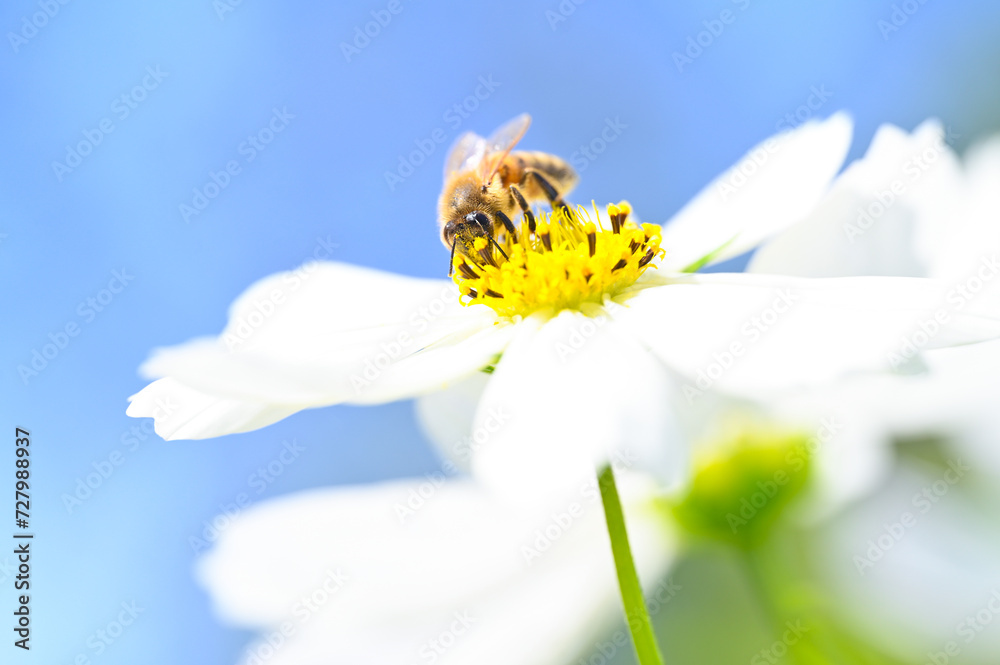 Obraz premium Honey bee collecting chamomile pollen