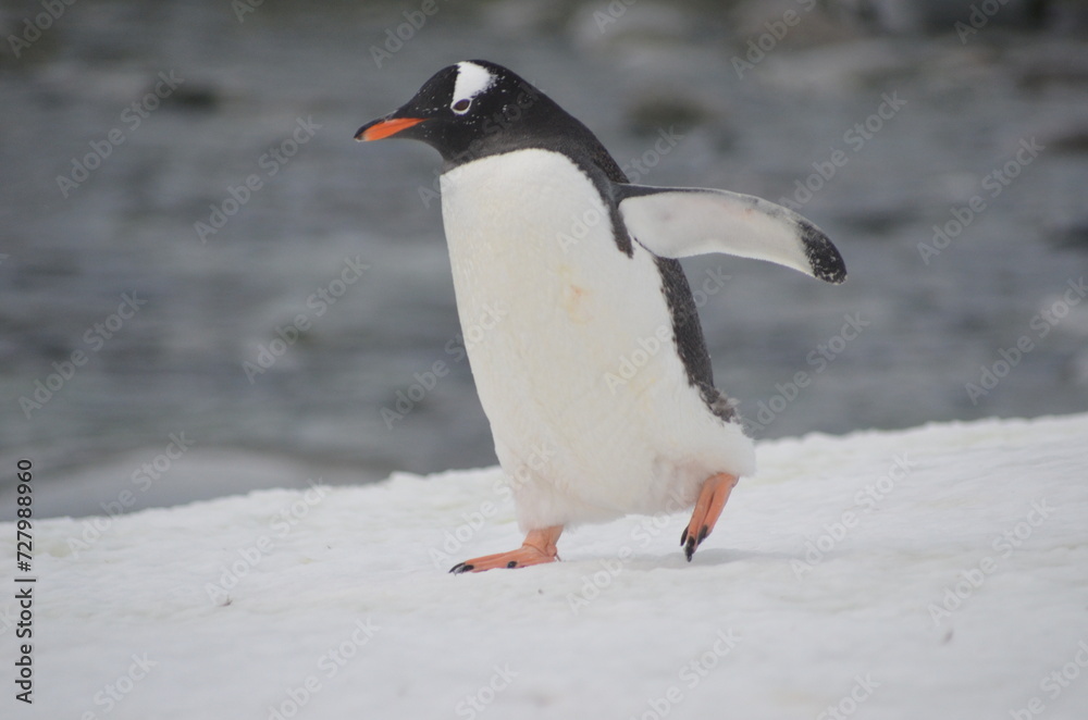 Naklejka premium gentoo penguin in polar regions Antartica