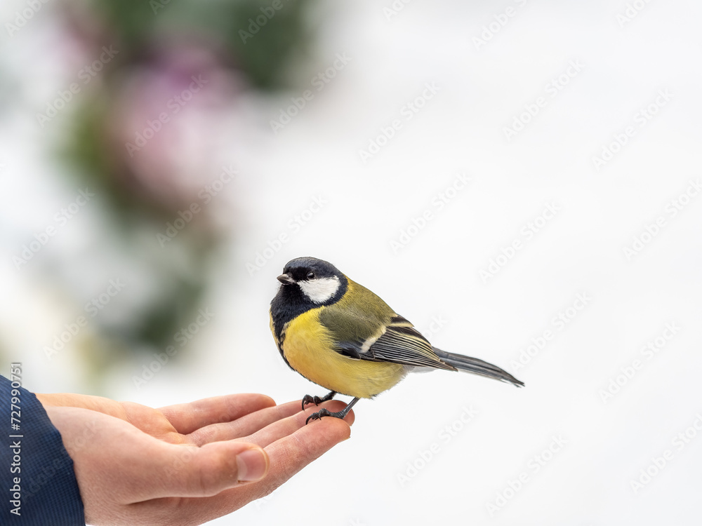 Obraz premium A tit sits on a man's hand and eats seeds.