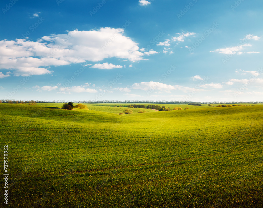 Fresh green field and perfect blue sky with clouds background.