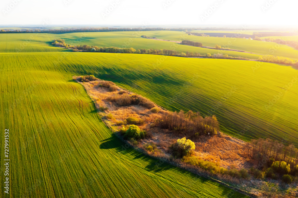 Obraz premium Bird's eye view of agriculture area and green wavy fields in sunny day.