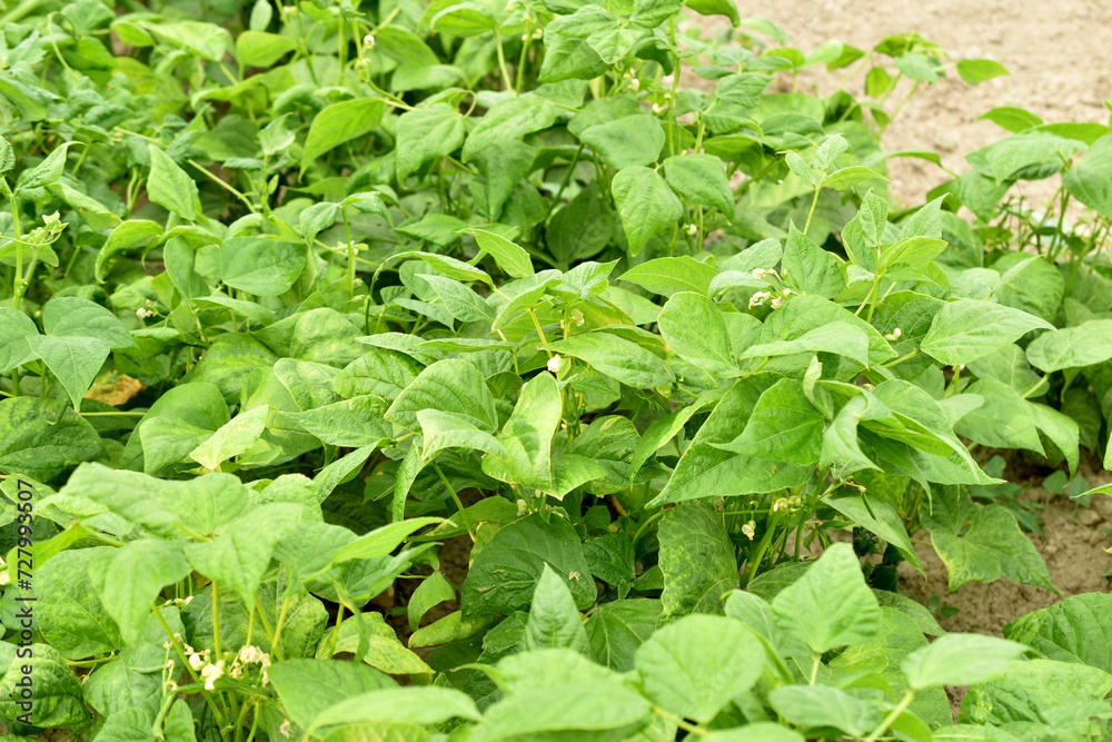 Plantation of bell pepper bushes in the garden. Plantation of bell pepper bushes in the garden.