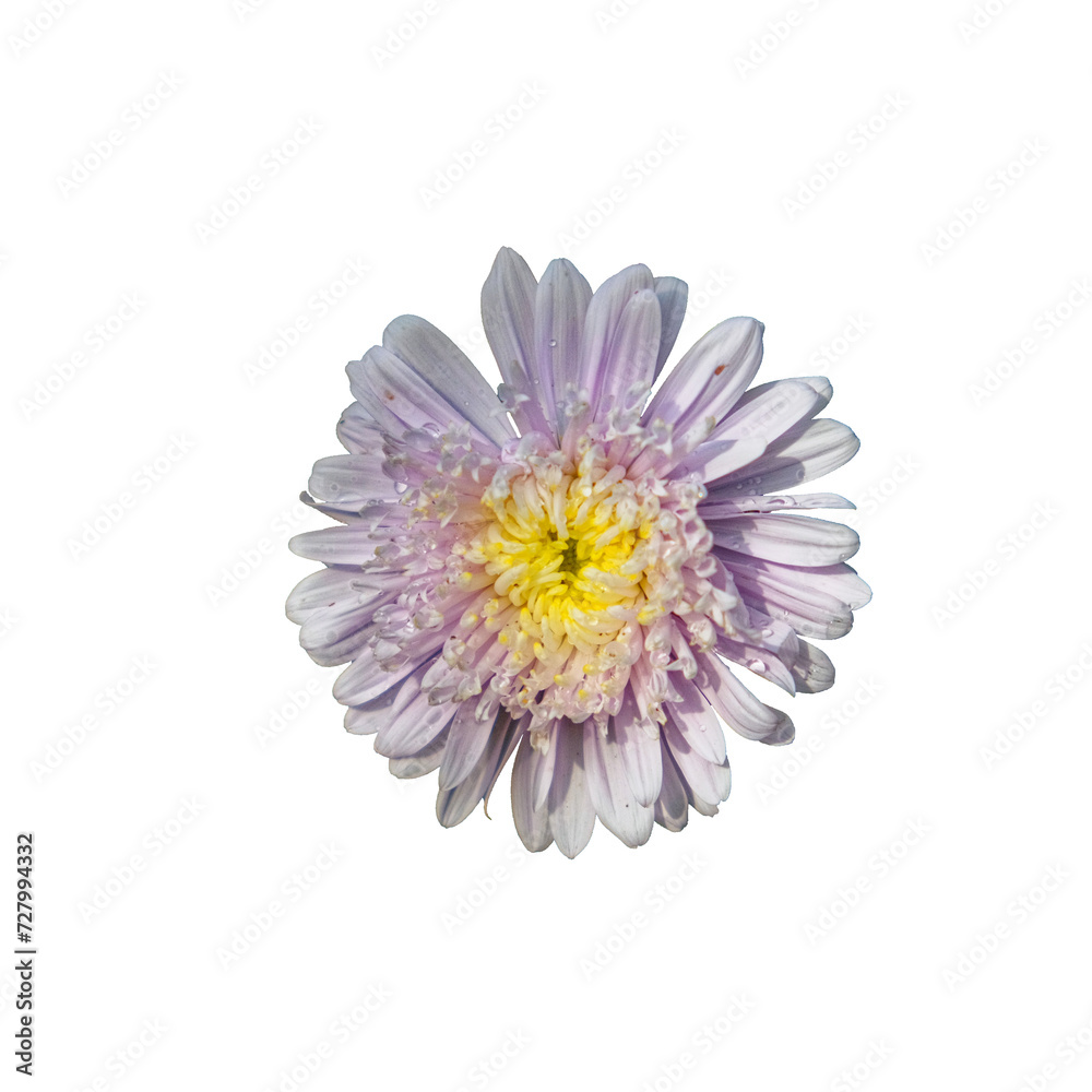 A vibrant purple flower with a yellow center, detailed petals, isolated on a white background.