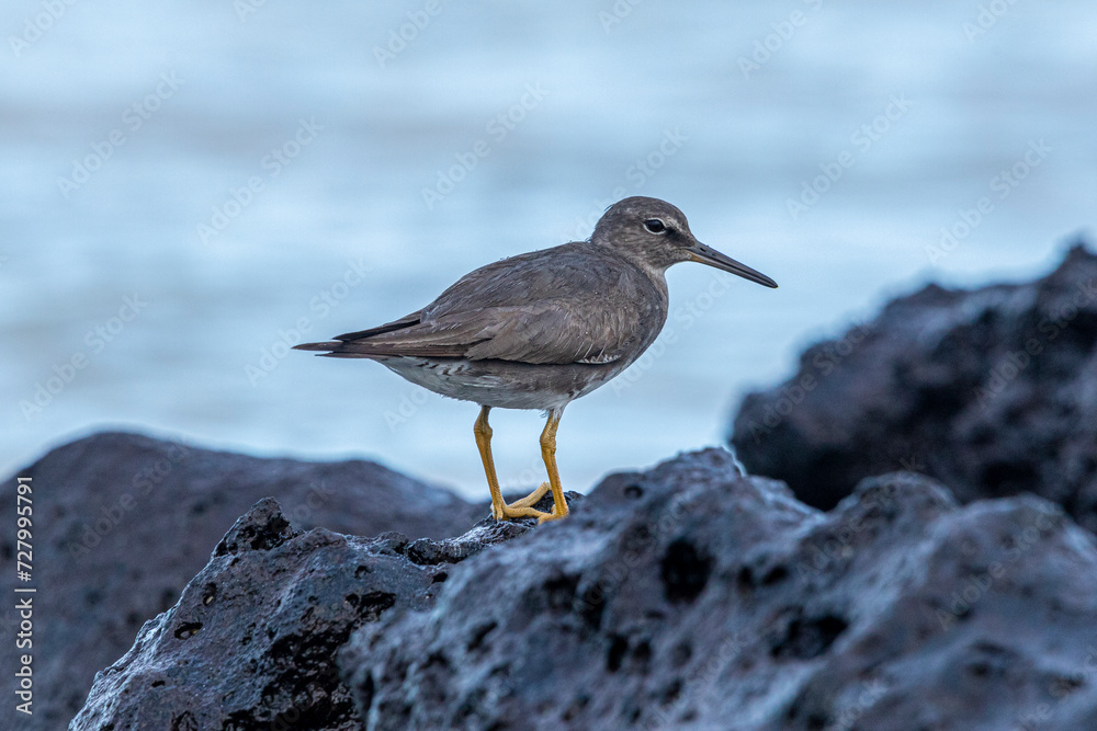 Wandering Tattler (Tringa incana) on the lava rocks in the shores of The Galapagos Islands. Playero Errante. Shore birds. Wandering Tattler (Tringa incana) on the lava rocks in the shores of The Galapagos Islands. Playero Errante. Shore birds.