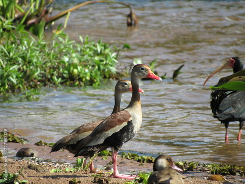 Brazilian water birds: Bare-faced Tapicuru and Cabocla Teal. Beautiful species of Brazilian fauna. photo