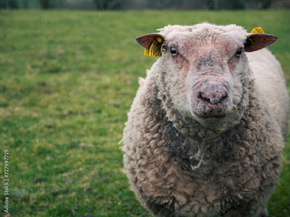 Obraz premium Mouton