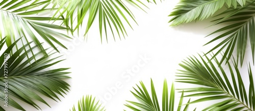Exquisite Palm Leaves Isolated in a Striking Composition of Palm Leaves  Isolated on a White Background