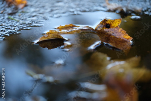 Herbstliches Blatt in einer Regenpfütze photo