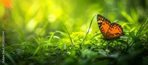 Beautiful Butterfly Surrounded by Lush Green Grass in a Serene Surrounding © TheWaterMeloonProjec