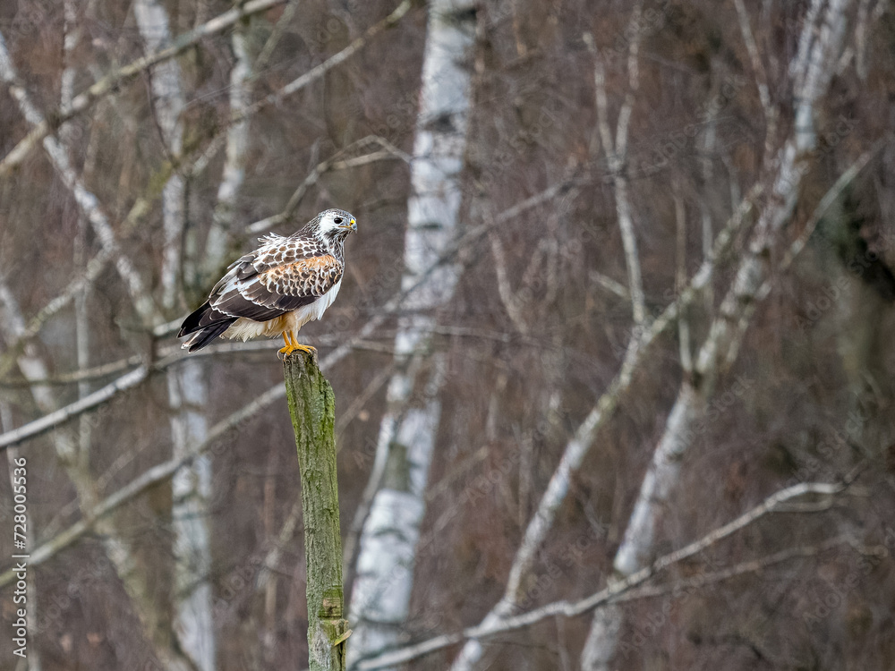 Mäusebussard Mäusebussard