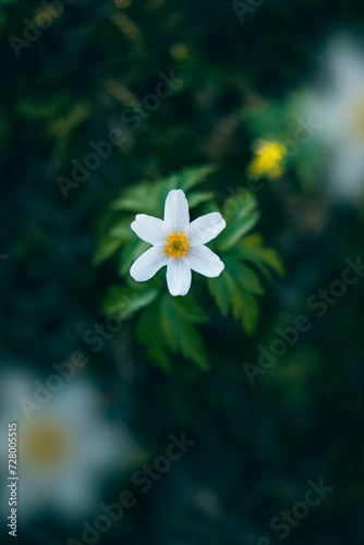 Macro of a single Wood anemone (Anemone nemorosa) against blurred out-of-focus background with trees, light, bokeh and other flowers. Early Spring flower scenery, blurred flowers in the foreground (ID: 728005515)