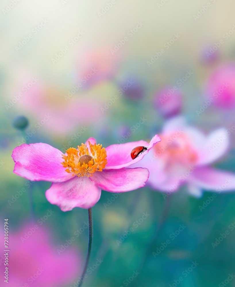 Fototapeta premium Close up of a ladybug on a pink anemone flower against dreamy, soft and hazy background with bokeh bubbles and sunlight. Shallow depth of field