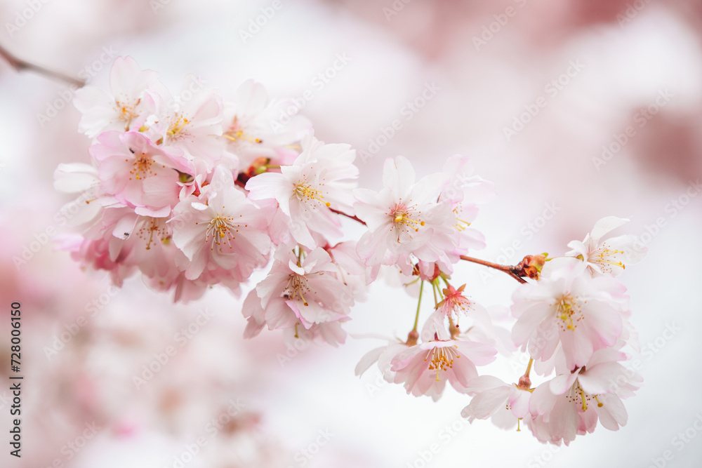 branch of blooming sakura close-up against a light delicate background branch of blooming sakura close-up against a light delicate background