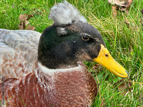 A photograph of a Crested Duck