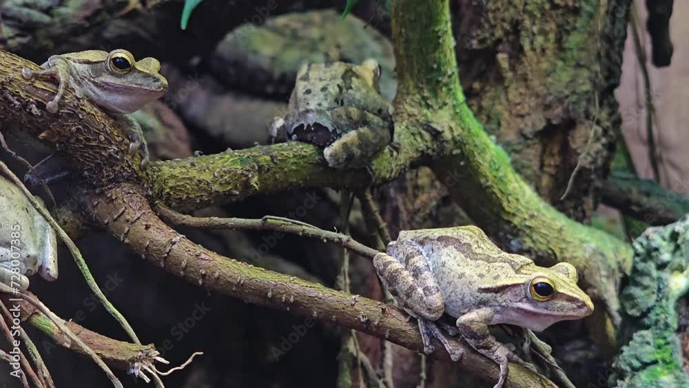 Tree frogs sitting on branches and breathing Tree frogs sitting on branches and breathing