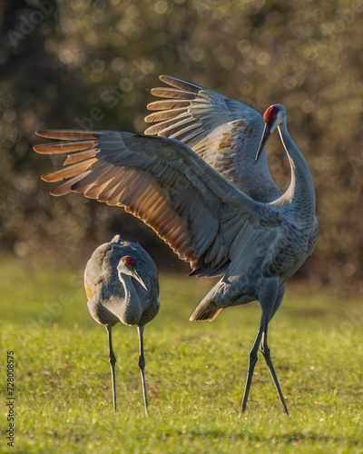 Sandhill Crane with Mating Display
