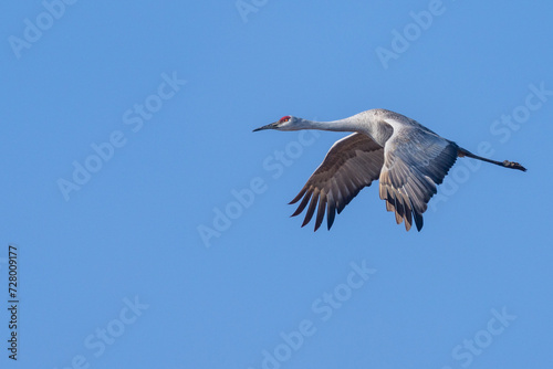 Sandhill Crane in Flight