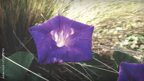 Lila violette Blüte der Prunkwinde Ipomoea indica vor Stipa Gras. . Sonniger warmer Tag im Sommer. Sonnenlicht scheint durch die zarte transparente Blume. Im Hintergrund trockene Gräser.