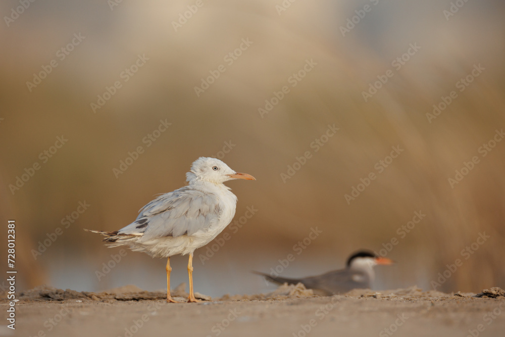 slender-billed gull perched on the ground against smooth background