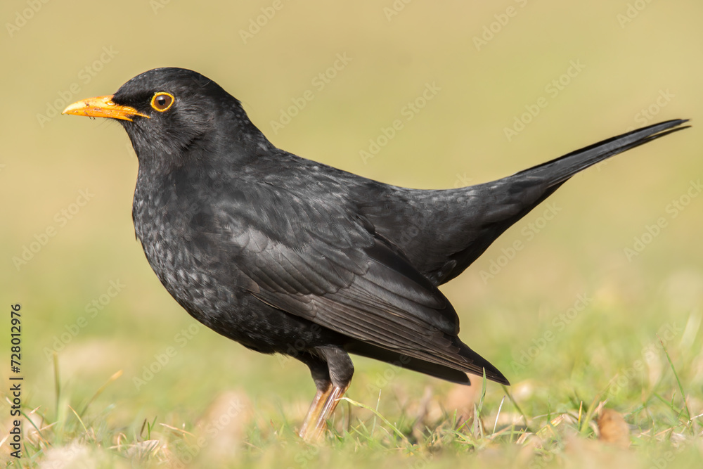 Amsel auf der Wiese Amsel auf der Wiese