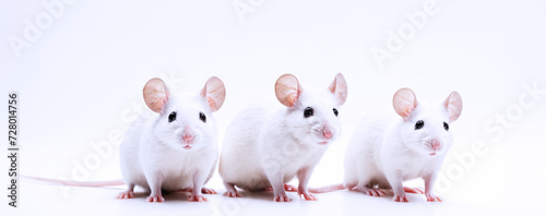 primo piano di topolini bianchi su sfondo bianco photo