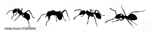  Set of ant silhouette - vector illustration