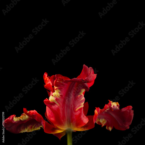 Red   Yellow Tulip close up on a black background