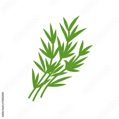 Tarragon or estragon fresh herb bundle. Flat vector illustration isolated on white background. photo