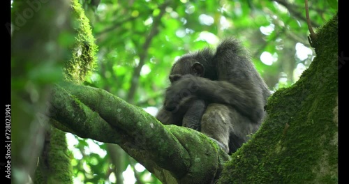Group of chimpanzee in Kibale national forest. Rare chimp in the forest. Safari in Uganda. 