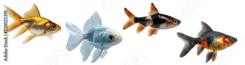 Collection of aquarium fish, freshwater fish on transparent background generative ai