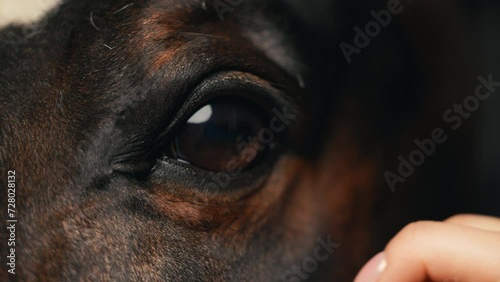 Equine connection: Blonde lady gently caresses horse's eye photo