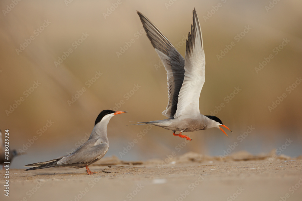 .White cheeked tern pair perched on the ground performing mating ritual .White cheeked tern pair perched on the ground performing mating ritual